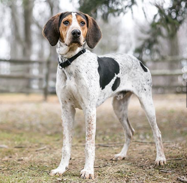 The dog which may soon be Kentucky’s Official State Do