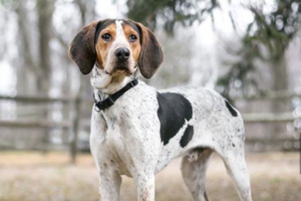 The dog which may soon be Kentucky’s Official State Do